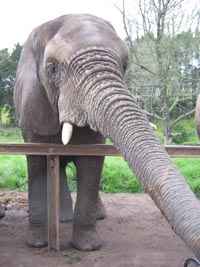 elephant_trunk.jpg